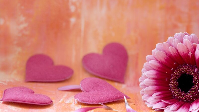 Pink Gerbera Daisy — Calm, Photograph, Hearts, Petals, Background