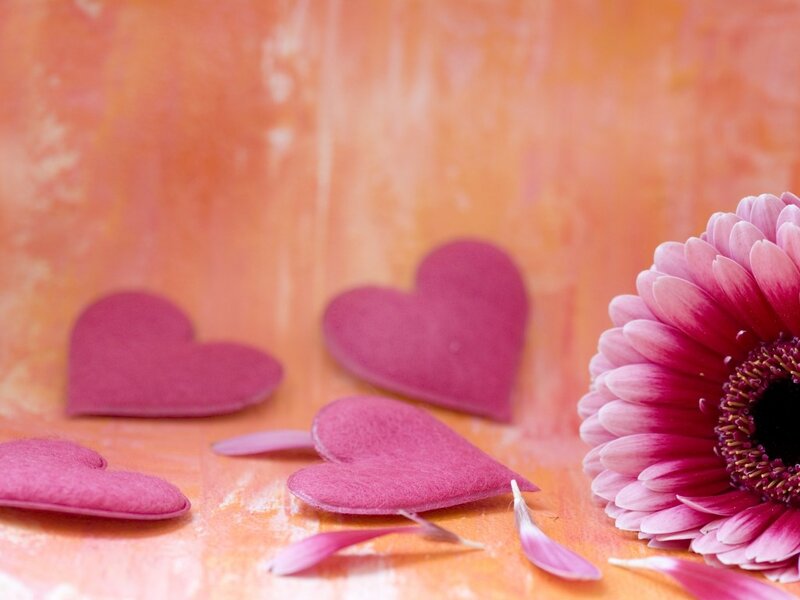 Pink Gerbera Daisy — Calm, Photograph, Hearts, Petals