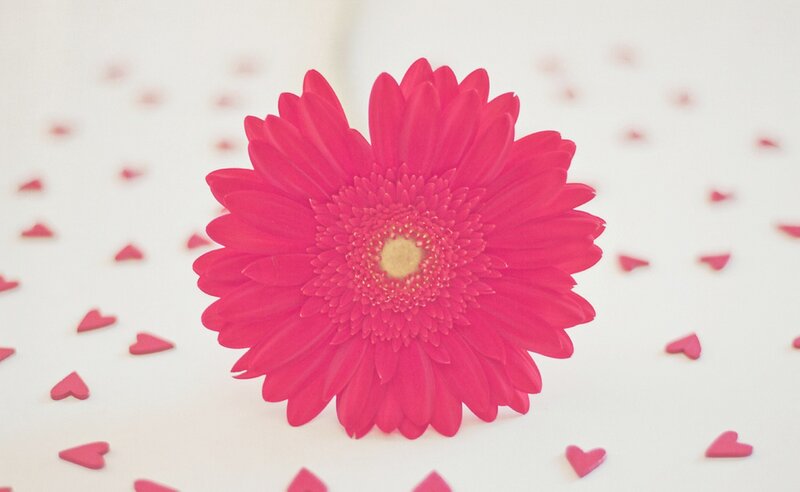Pink Gerbera Daisy — Calm, Photograph, Hearts