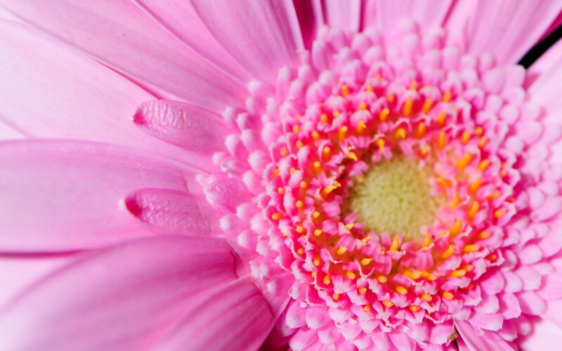 Pink Gerbera Daisy — Calm, Photograph, Petals, Center, Stamen