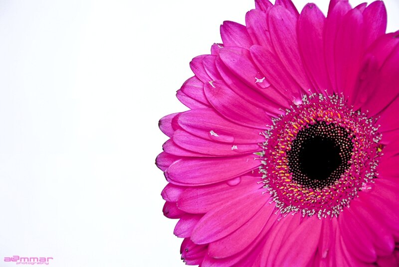 Pink Gerbera Daisy — Calm, Photograph, Petals, Center, Water Droplets