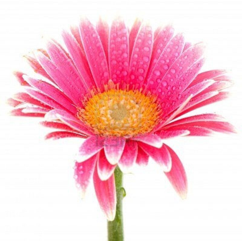 Pink Gerbera Daisy — Calm, Photograph, Petals, Stem