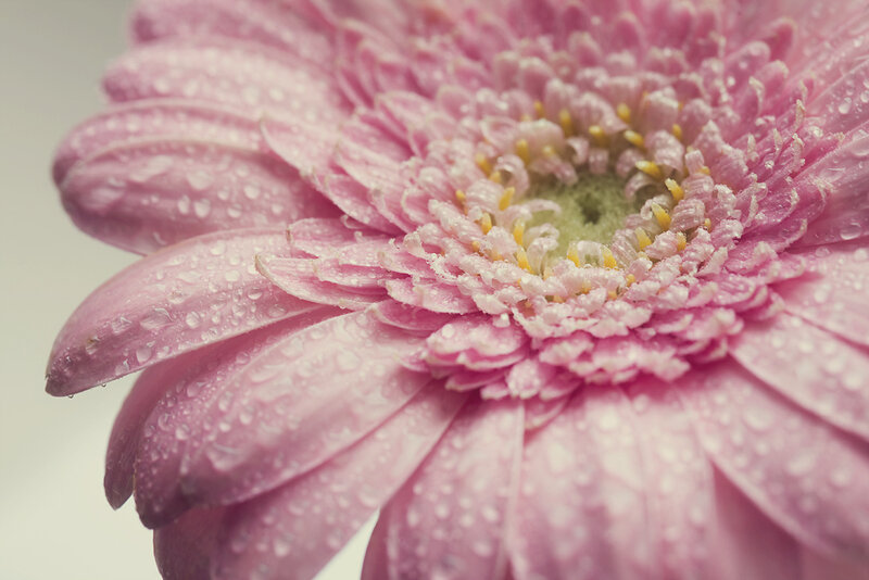 Pink Gerbera Daisy — Calm, Photograph, Petals