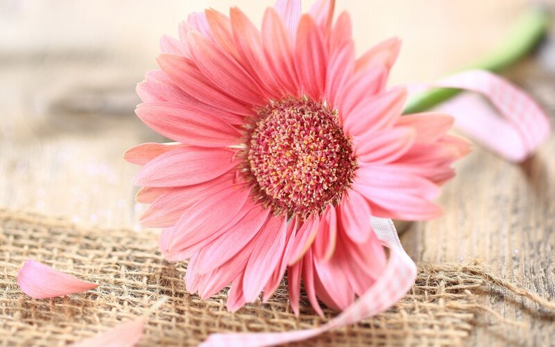 Pink Gerbera Daisy — Calm, Photograph, Ribbon