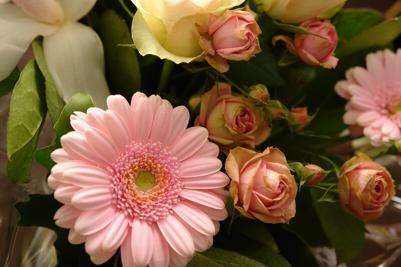 Pink Gerbera Daisy — Calm, Photograph, Roses