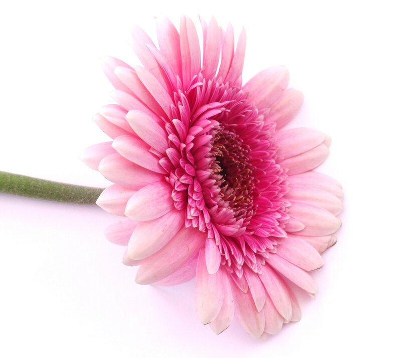 Pink Gerbera Daisy — Calm, Photograph, Stem