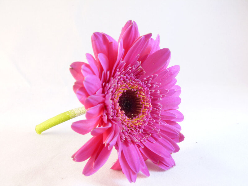 Pink Gerbera Daisy — Calm, Photograph, Stem, White Background