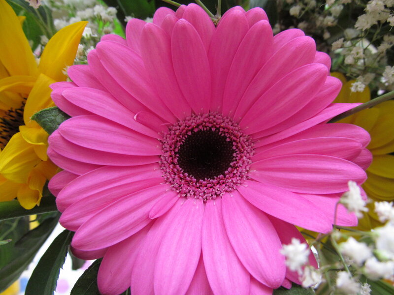 Pink Gerbera Daisy — Calm, Photograph, Sunflower