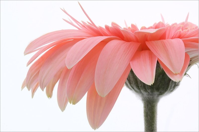 Pink Gerbera Daisy — Calm, Photograph