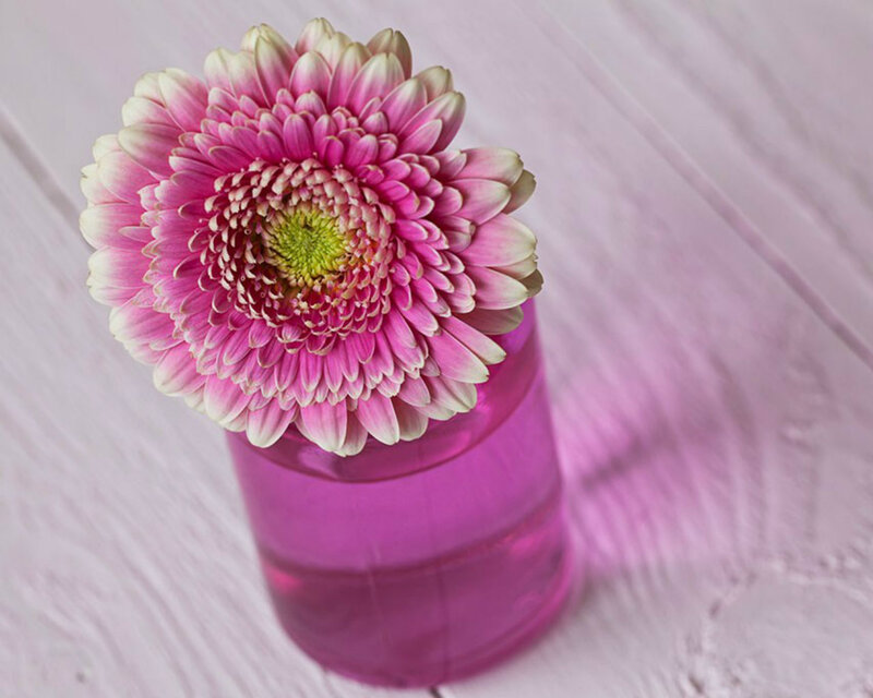 Pink Gerbera Daisy — Calm, Photograph, Vase