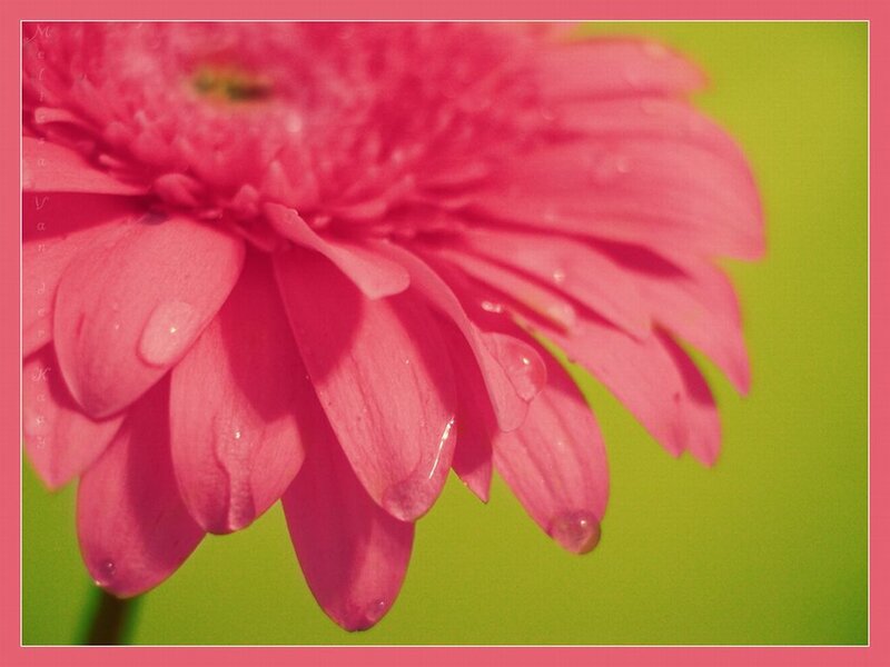 Pink Gerbera Daisy — Calm, Photograph, Water Droplets