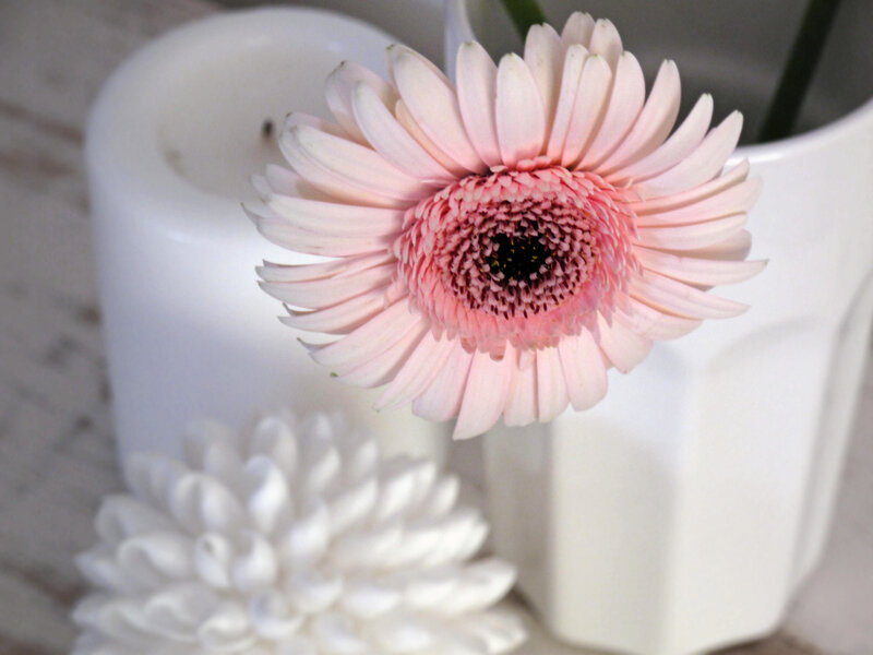 Pink Gerbera Daisy — Calm, Photograph, White Candle