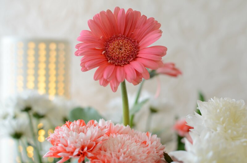 Pink Gerbera Daisy — Calm, Photograph, White Chrysanthemums