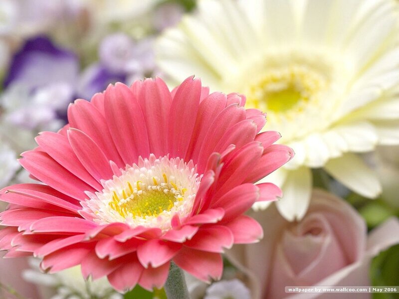 Pink Gerbera Daisy — Calm, Photograph, White Flower