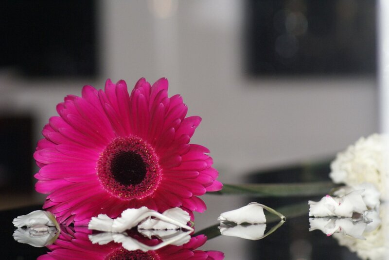 Pink Gerbera Daisy — Calm, Photograph, White Flowers, Reflection