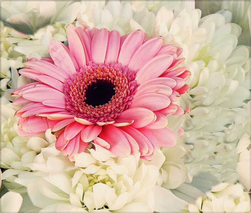 Pink Gerbera Daisy — Calm, Photograph, White Flowers