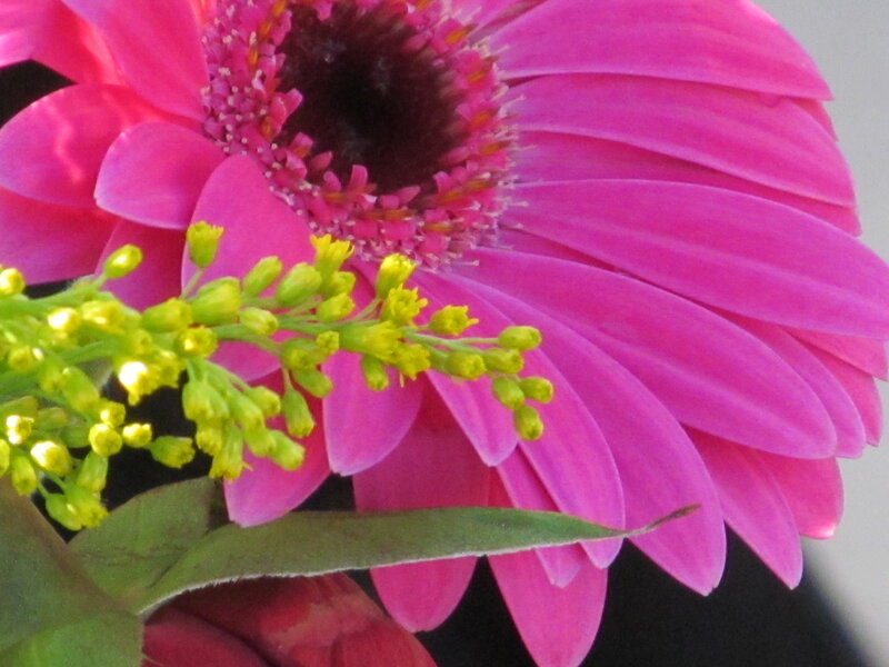 Pink Gerbera Daisy — Calm, Photograph, Yellow Buds