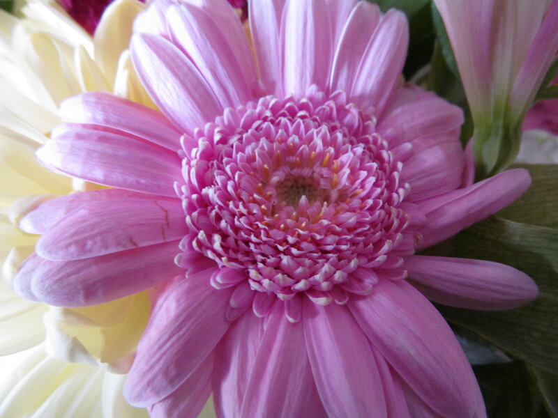 Pink Gerbera Daisy — Calm, Photograph, Yellow Flower