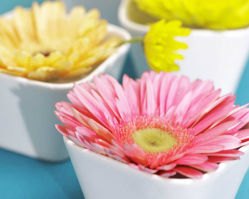 Pink Gerbera Daisy — Calm, Photograph, Yellow Flower, White Pot