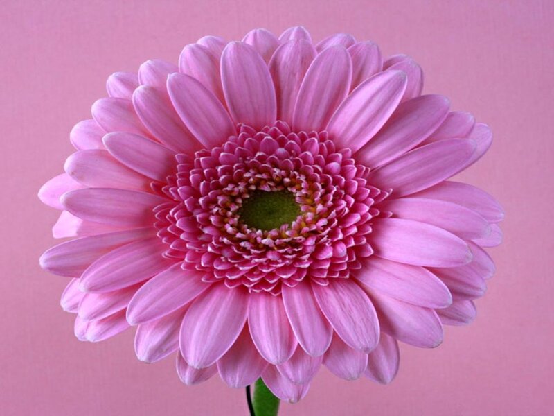 Pink Gerbera Daisy — Calm