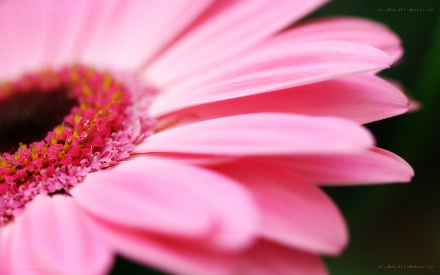 pink gerbera daisy close-up
