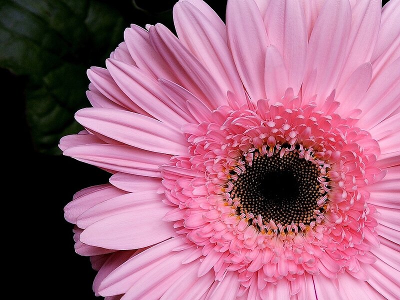 Pink gerbera daisy close-up