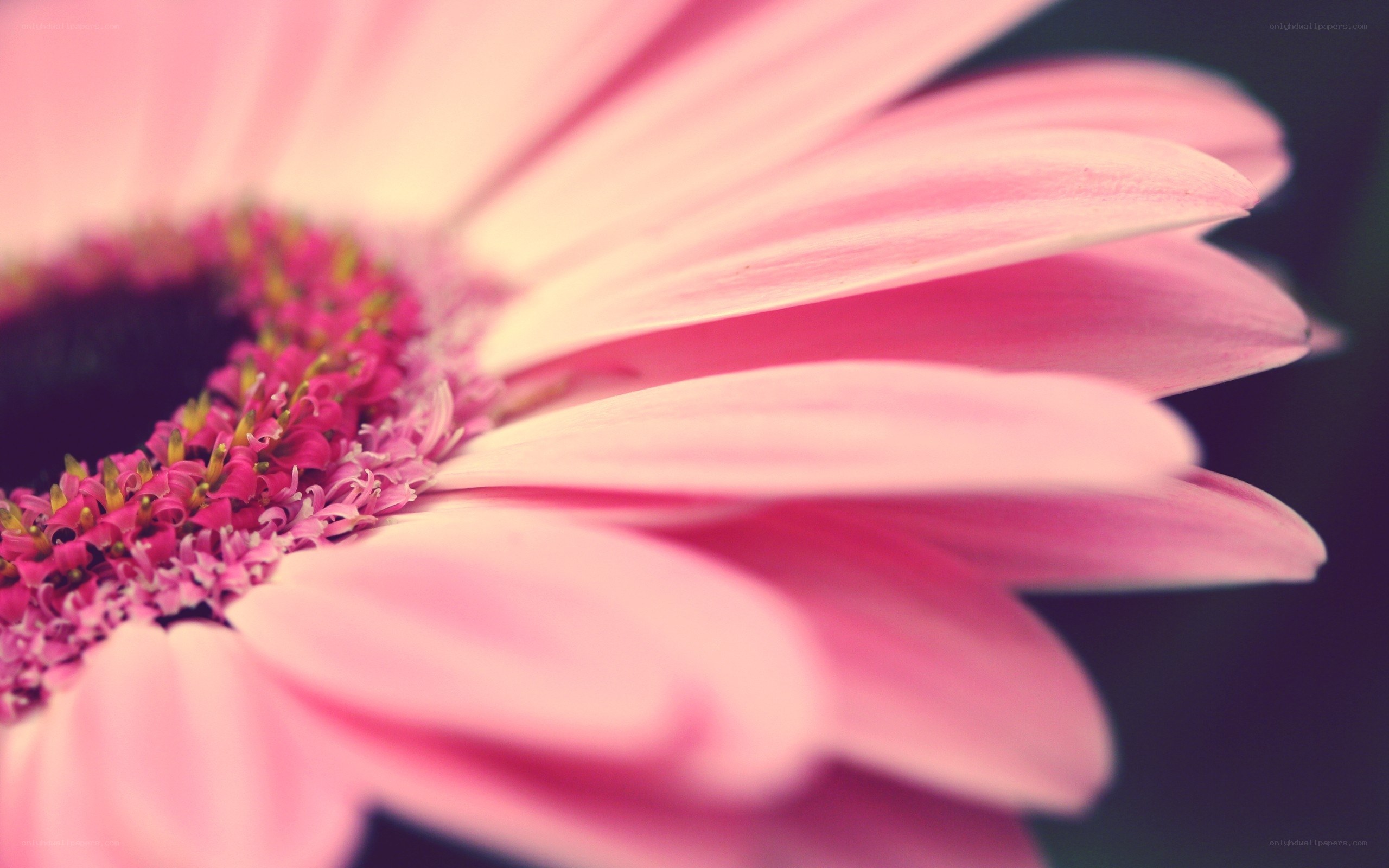 pink gerbera daisy close-up