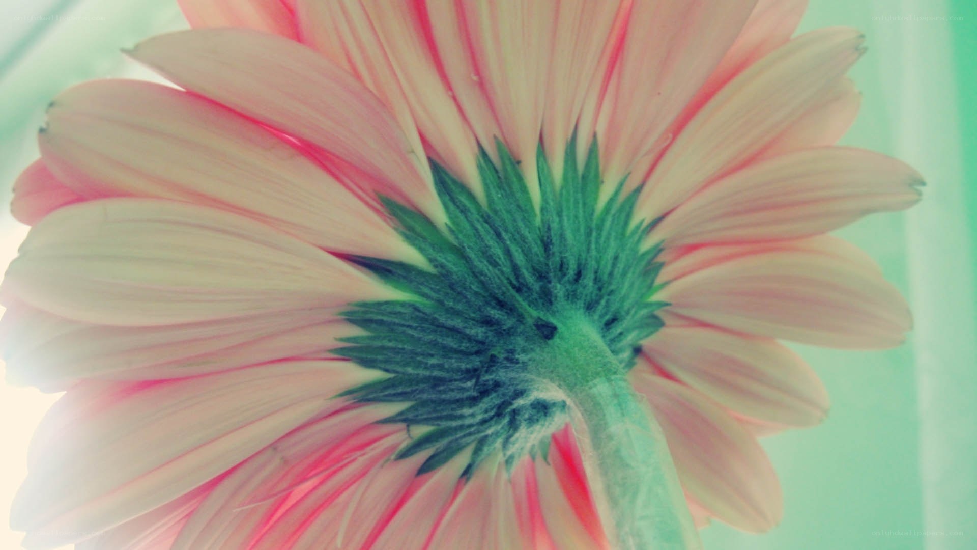 pink gerbera daisy close-up