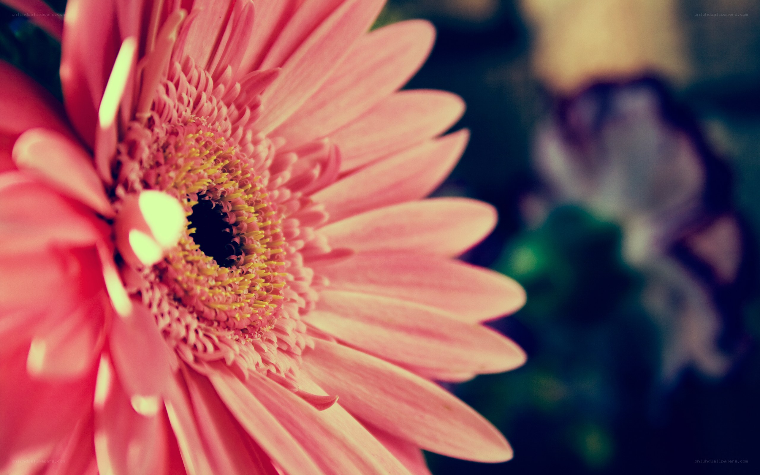 Pink gerbera daisy close-up