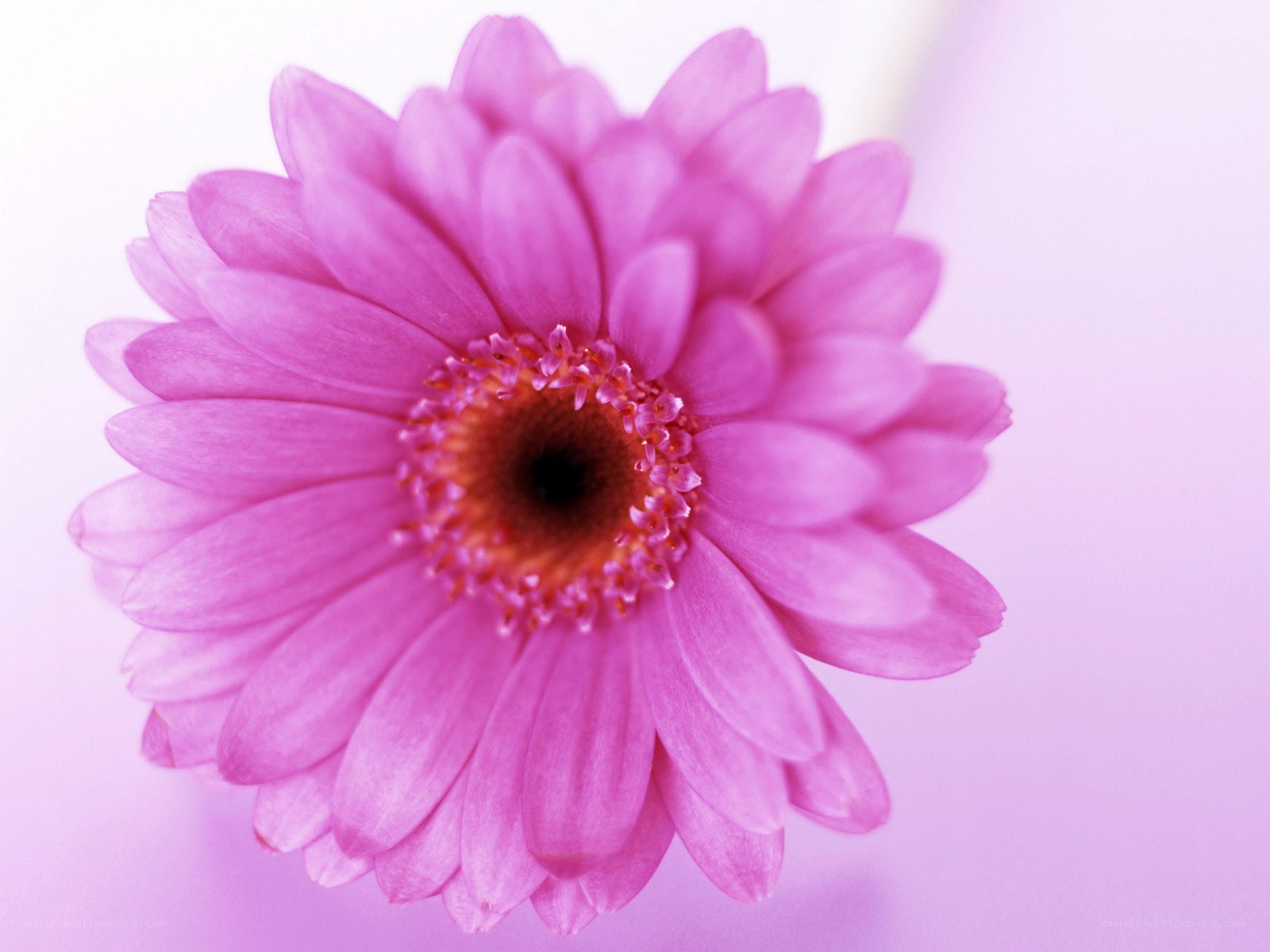 Pink gerbera daisy close-up