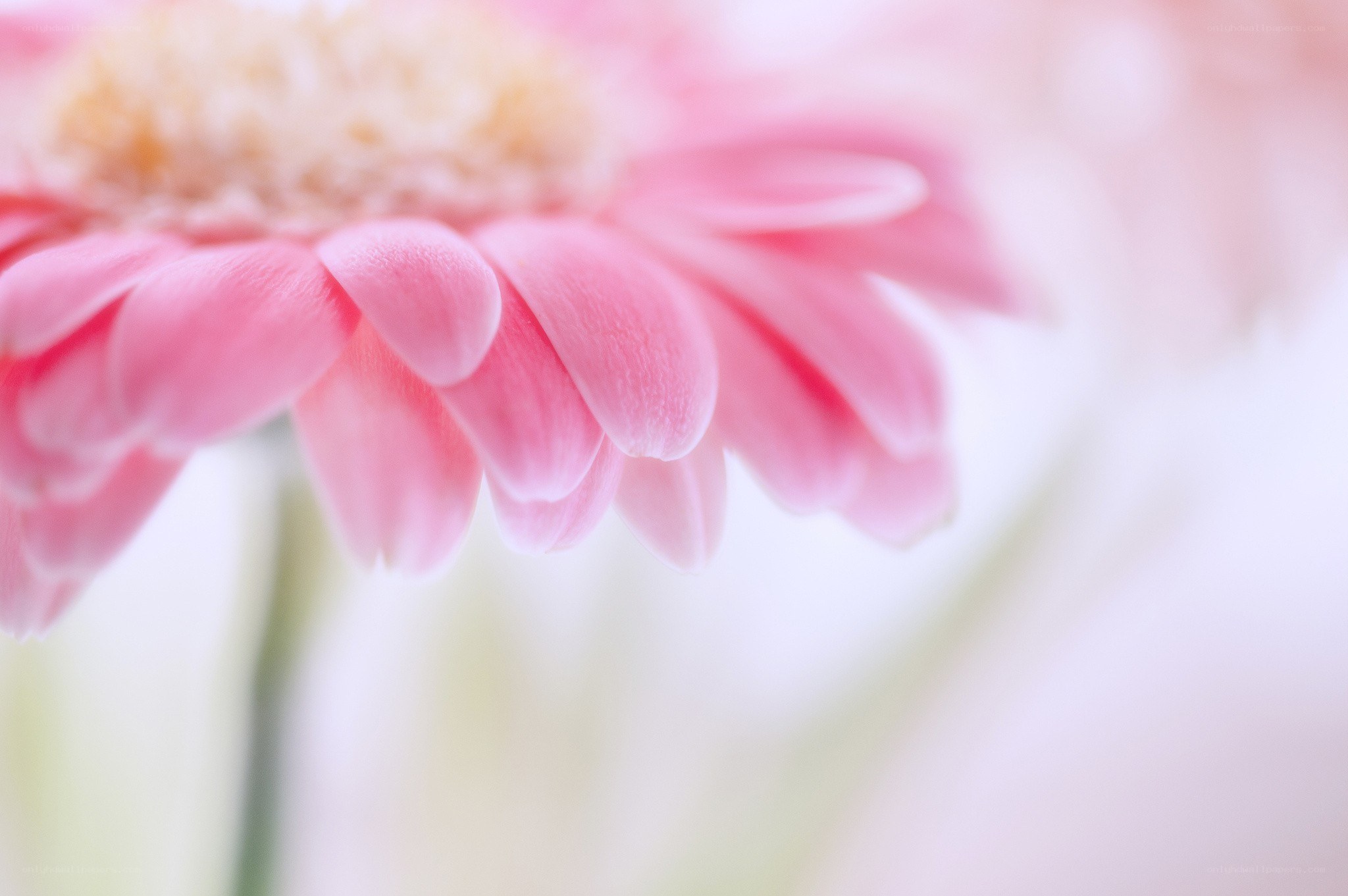 pink gerbera daisy close-up