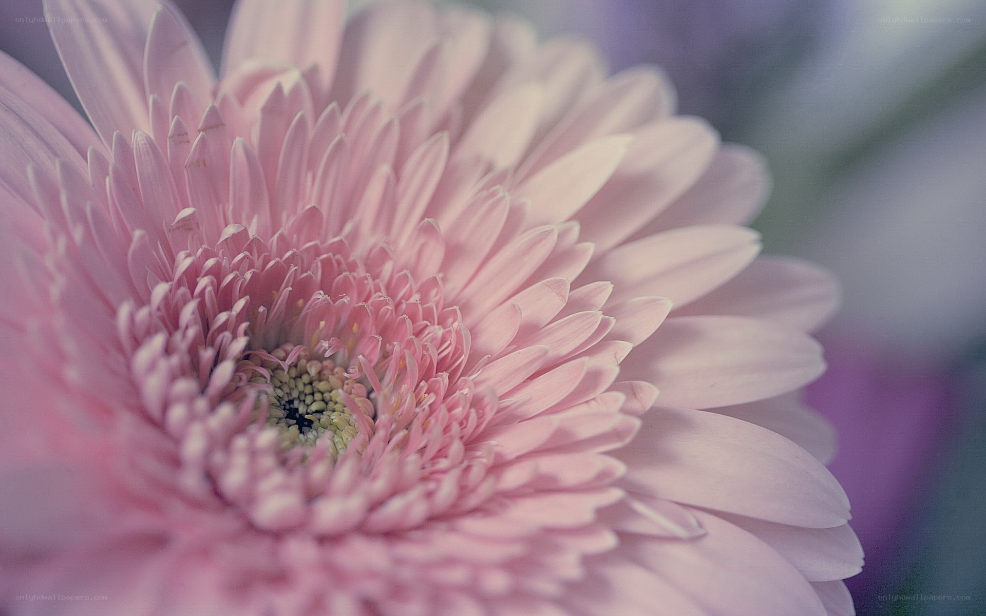 Pink gerbera daisy close-up