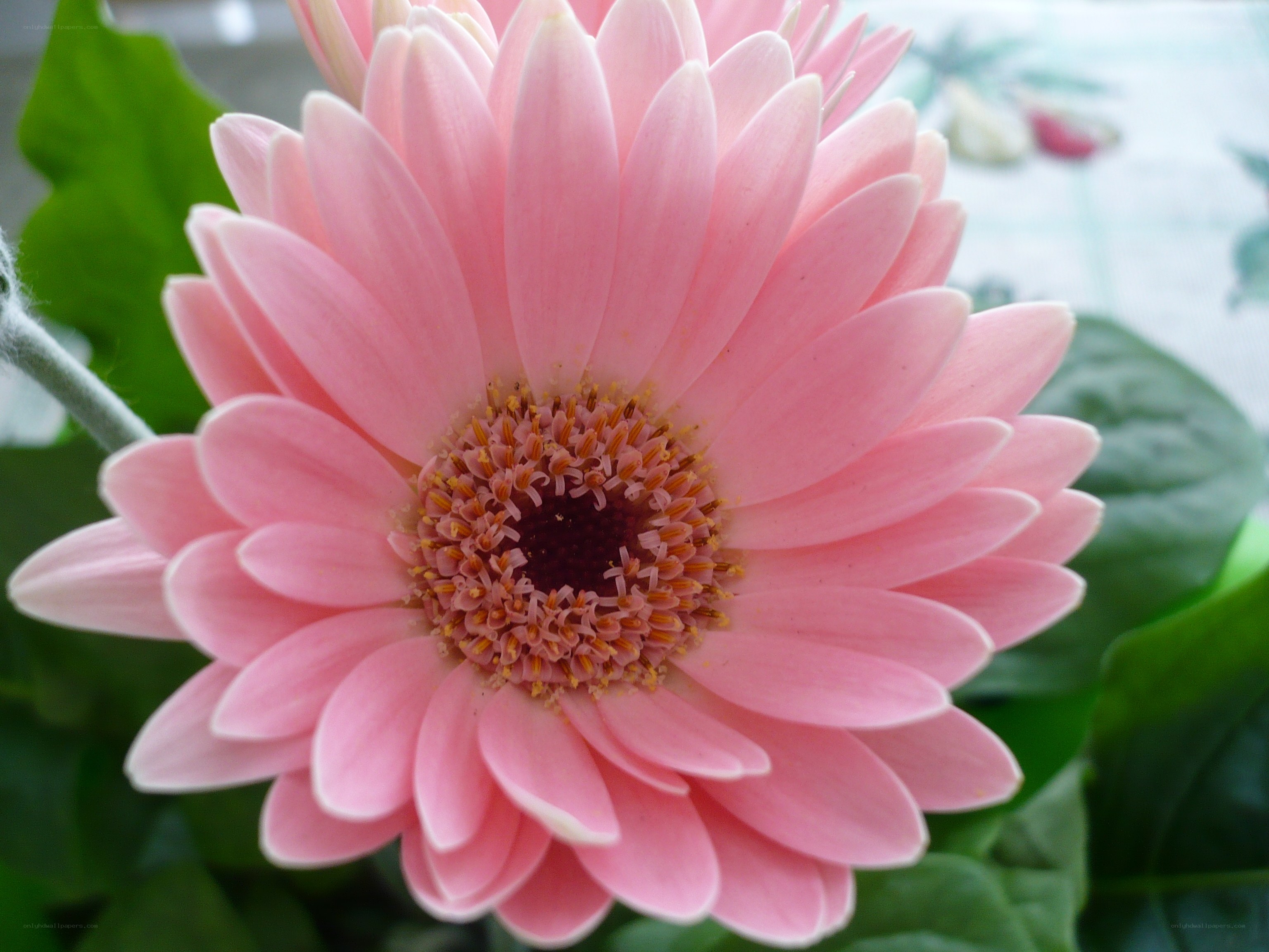 Pink gerbera daisy close-up