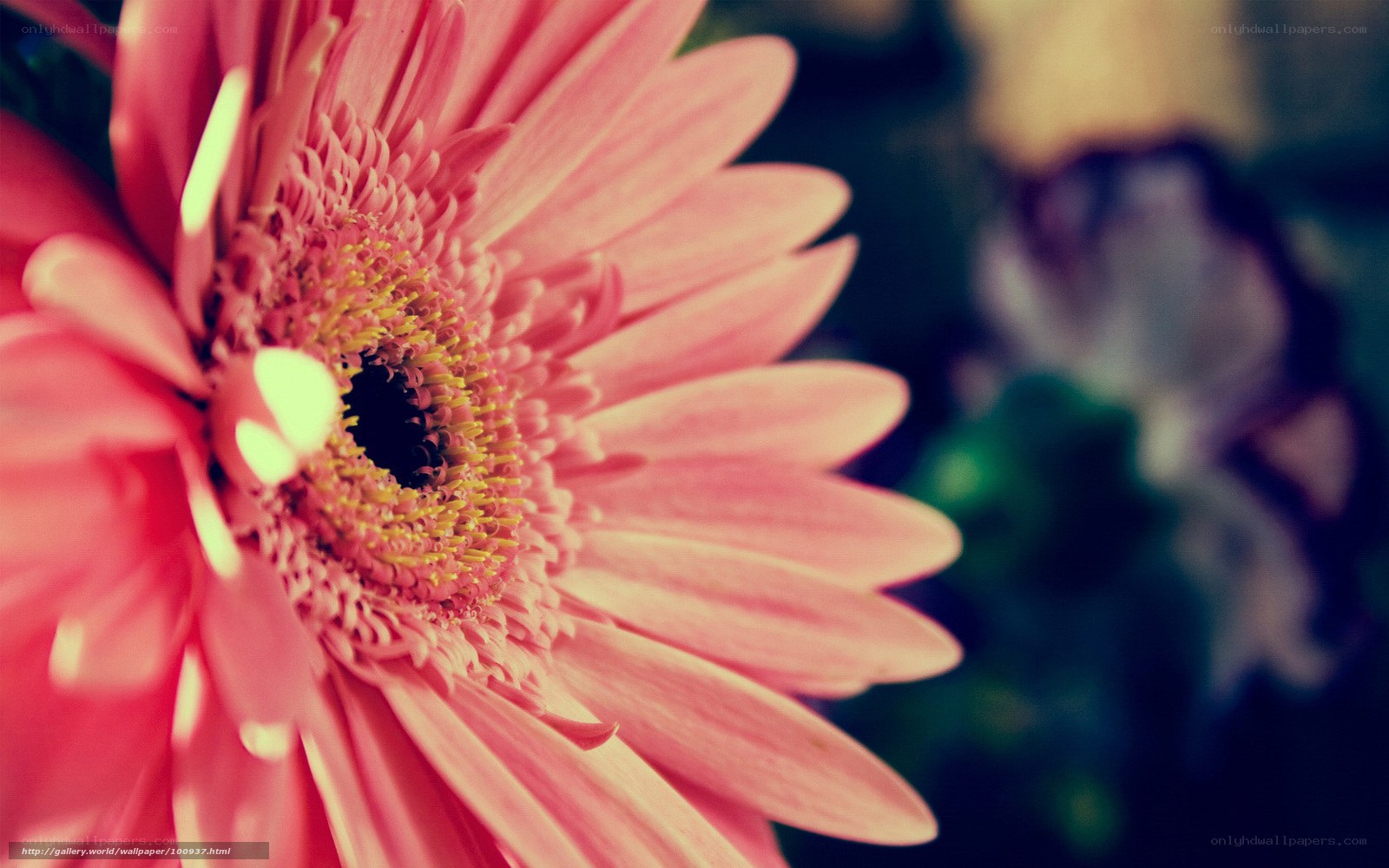 Pink gerbera daisy close-up