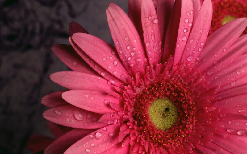Pink Gerbera Daisy — Detailed