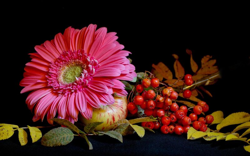 Pink Gerbera Daisy — Dramatic, Autumn, Photograph