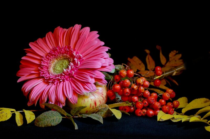 Pink Gerbera Daisy — Dramatic, Autumn