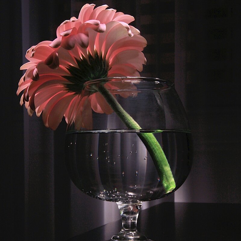 Pink Gerbera Daisy — Dramatic, Night
