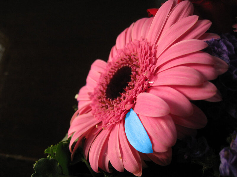 Pink Gerbera Daisy — Dramatic, Photograph, Blue Tag