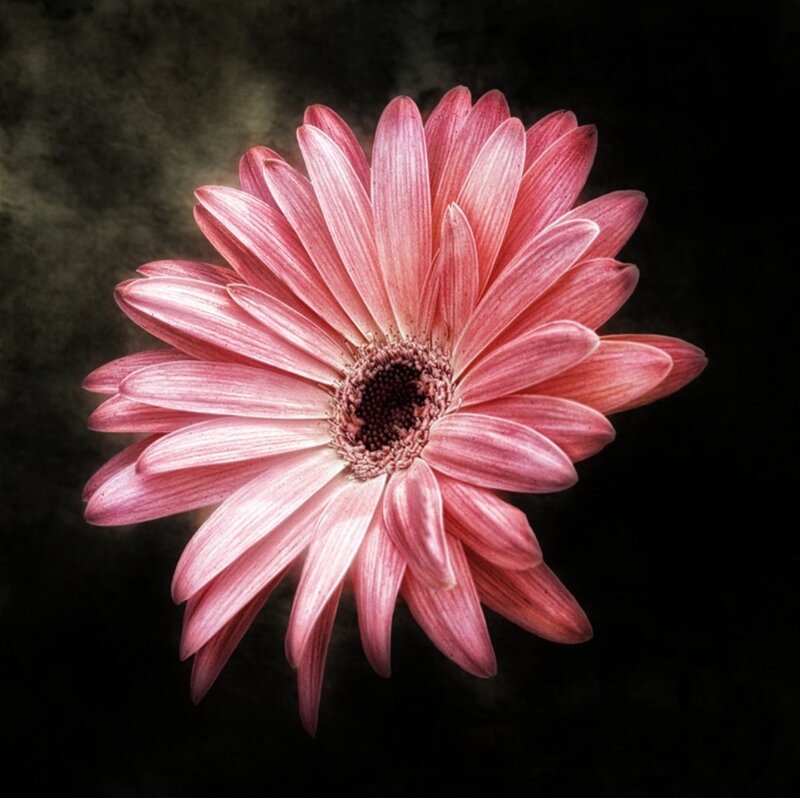 Pink Gerbera Daisy — Dramatic, Photograph, Flower, Center