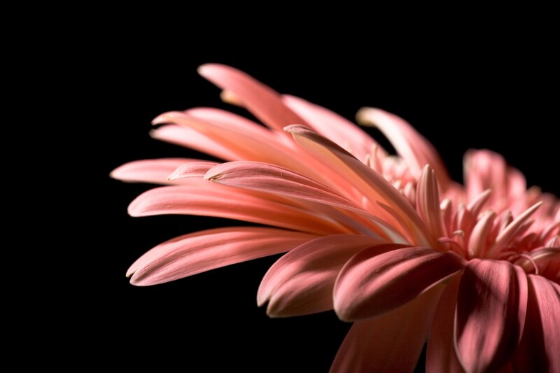 Pink Gerbera Daisy — Dramatic, Photograph, Flower, Petals