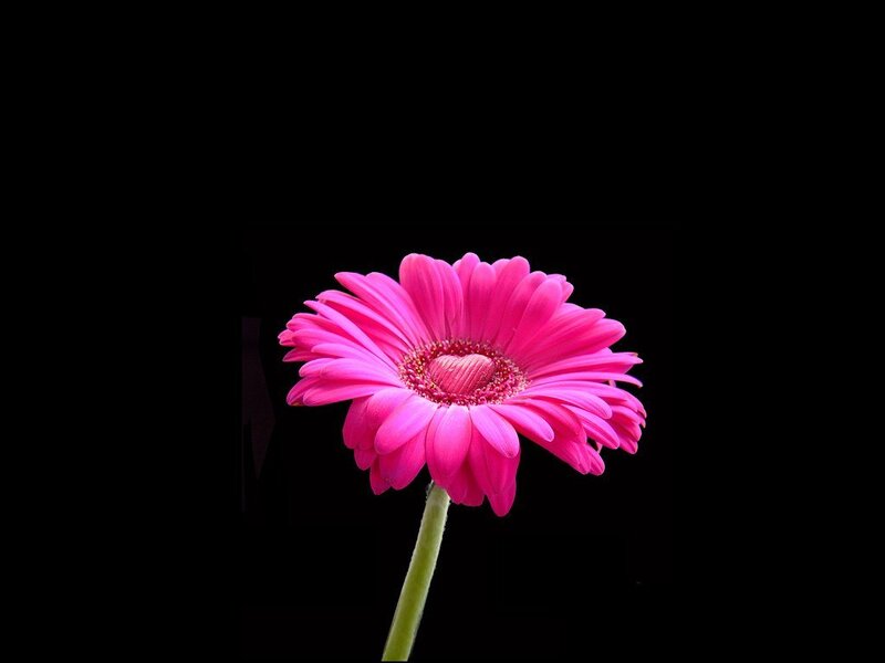 Pink Gerbera Daisy — Dramatic, Photograph, Flower, Stem, Black Background, Green
