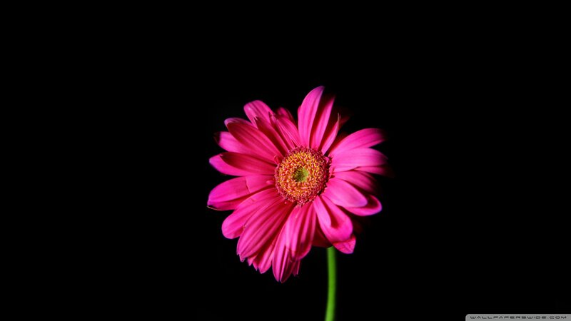 Pink Gerbera Daisy — Dramatic, Photograph, Flower, Stem, Black Background