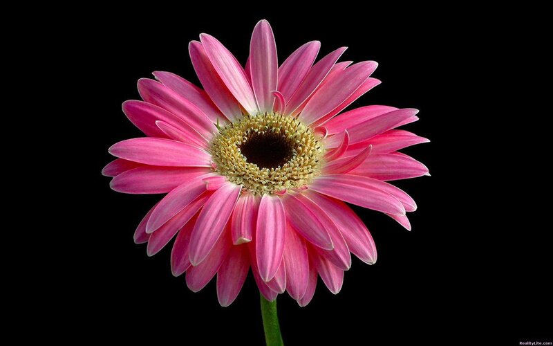 Pink Gerbera Daisy — Dramatic, Photograph, Flower, Stem, Black Background, Yellow, Black
