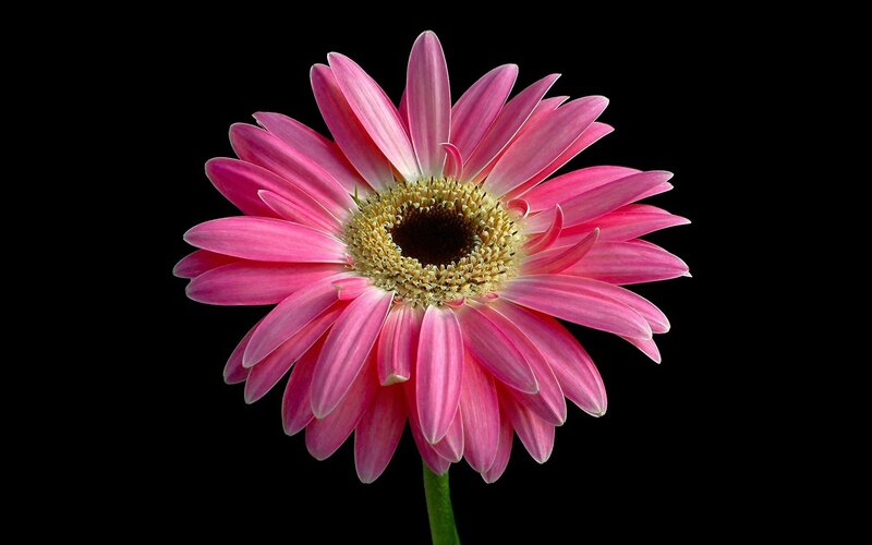 Pink Gerbera Daisy — Dramatic, Photograph, Flower, Stem, Black Background, Yellow, Green