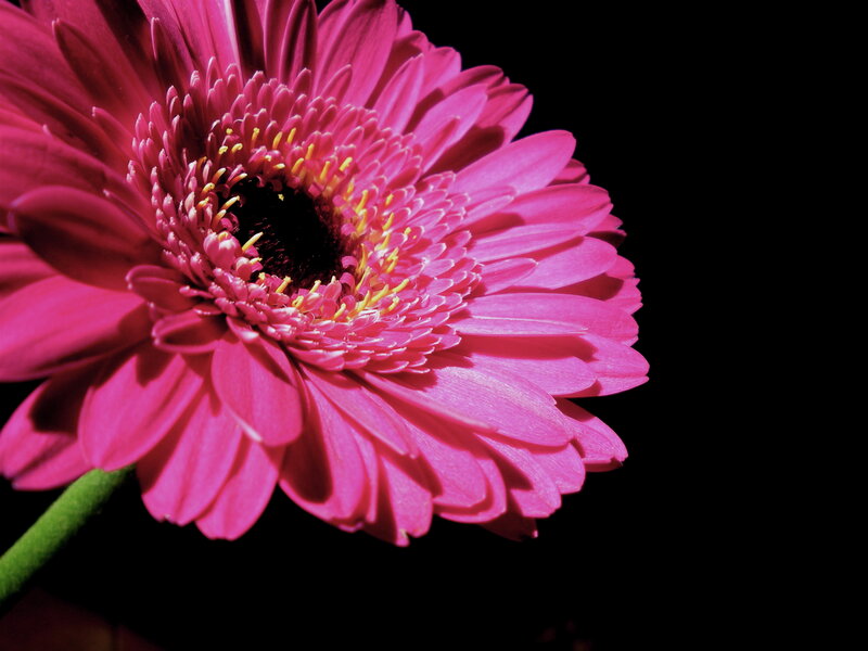Pink Gerbera Daisy — Dramatic, Photograph, Flower, Stem, Black, Green