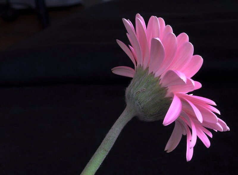 Pink Gerbera Daisy — Dramatic, Photograph, Flower, Stem