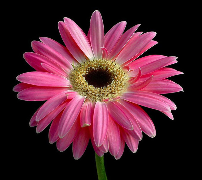Pink Gerbera Daisy — Dramatic, Photograph, Flower