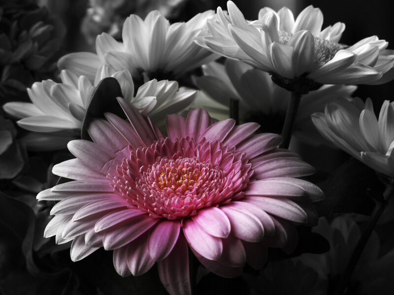 Pink Gerbera Daisy — Dramatic, Photograph, Flowers