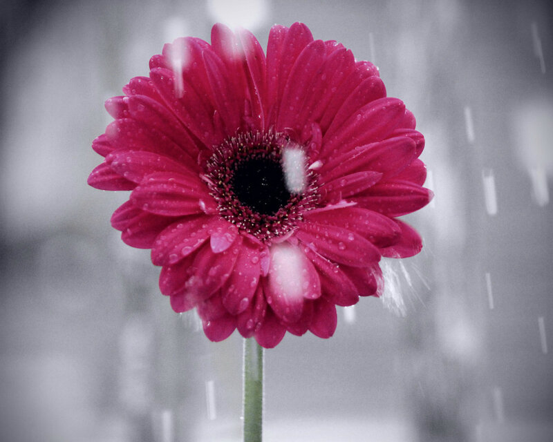 Pink Gerbera Daisy — Dramatic, Photograph, Rain